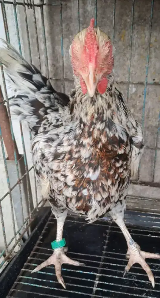 AYAM KETAWA BETINA DURASI SAMBUNG JENGGER MAWAR