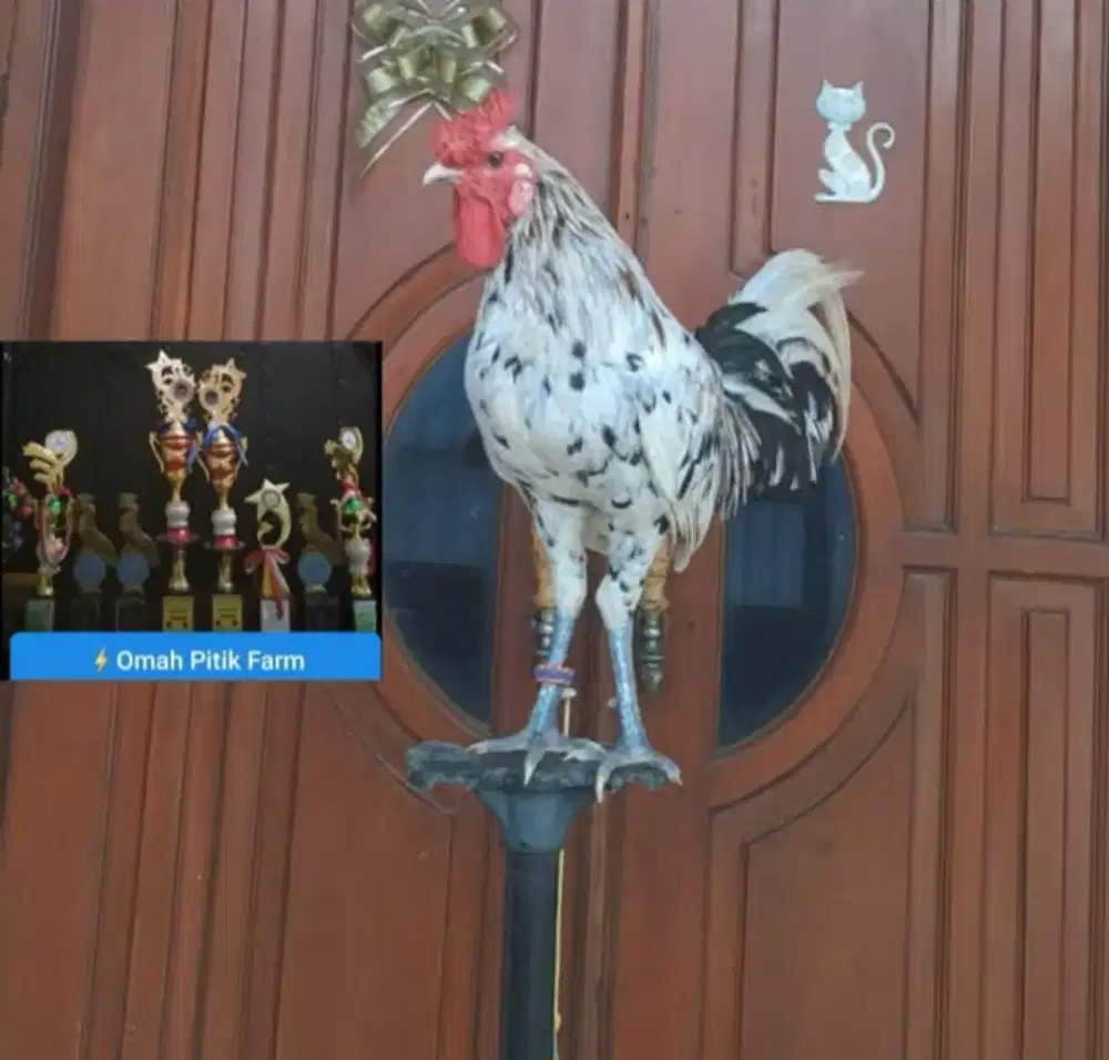 AYAM KETAWA TYPE SLOW KWALITAS TRAH KONTES