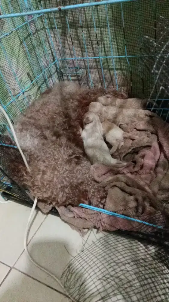 Mix poodle mirip aslinya