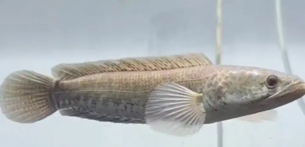Ikan striata (gabus) 40cm