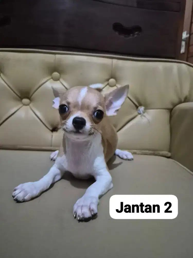 Di jual chihuahua