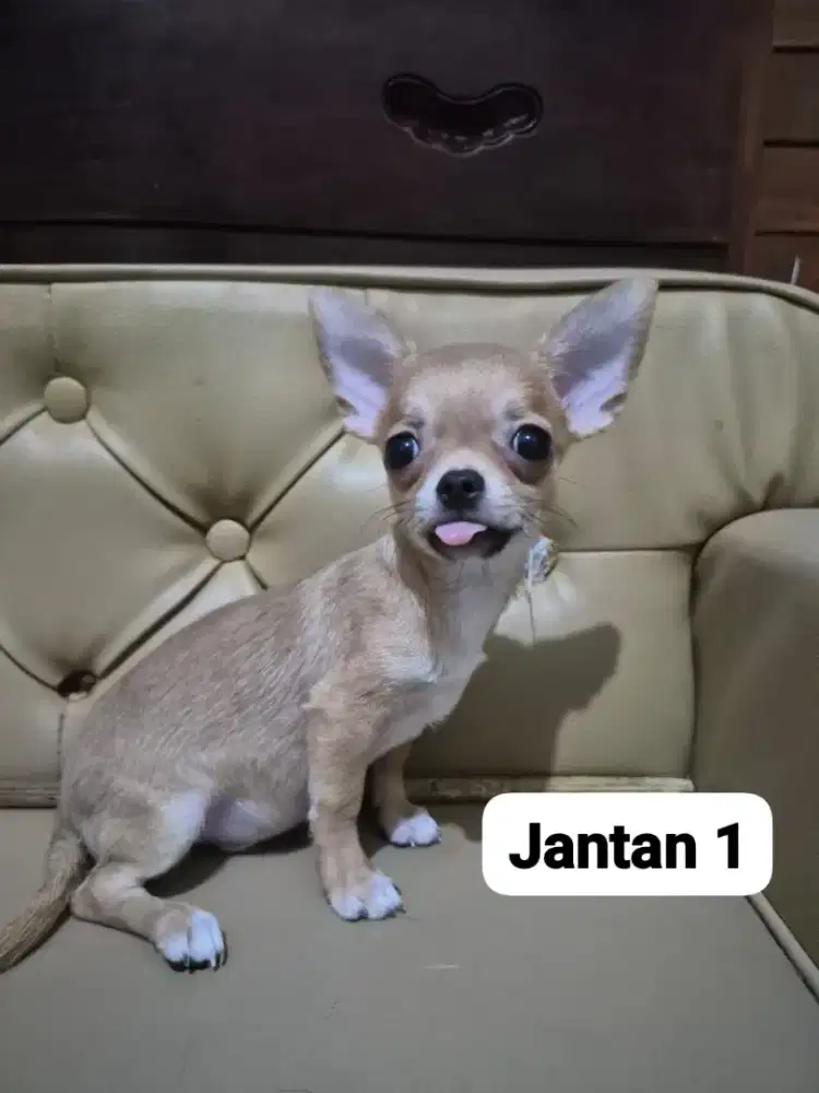 Di jual chihuahua