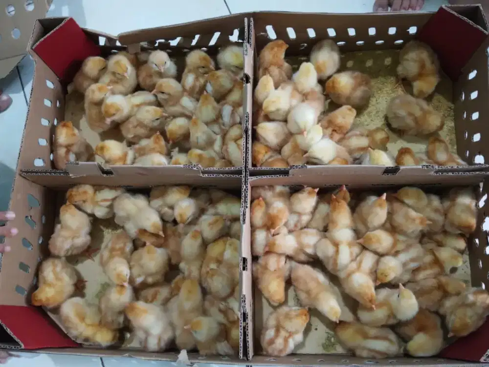 Anak ayam petelur