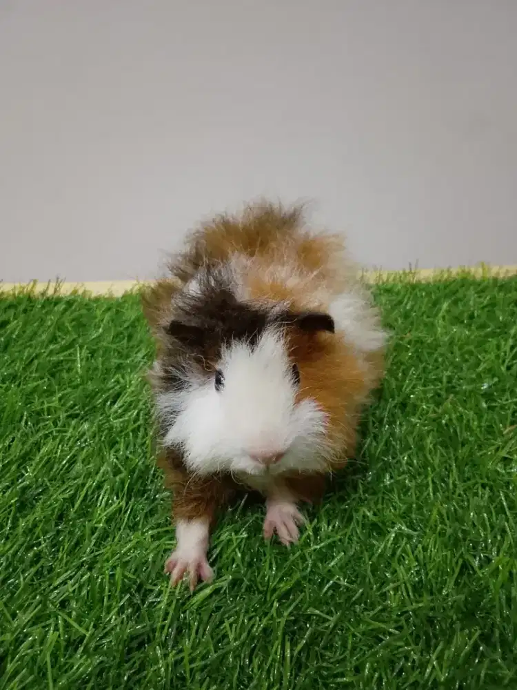 Marmut hias / guinea pig texel trico
