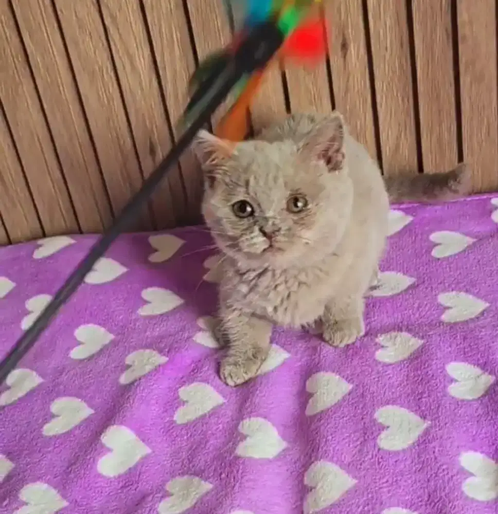 Munchkin lilac cebol female/Betina Sudah Vaksin