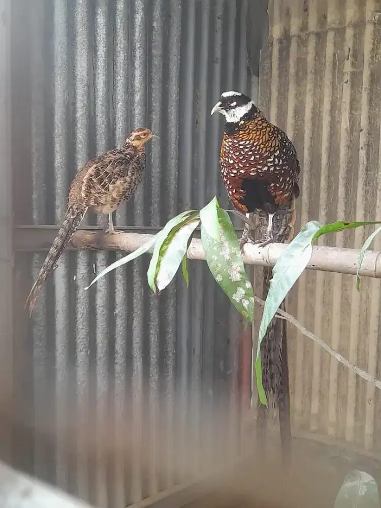 Sepasang ayam hias reevers pheasant atau ayam hutan tibet