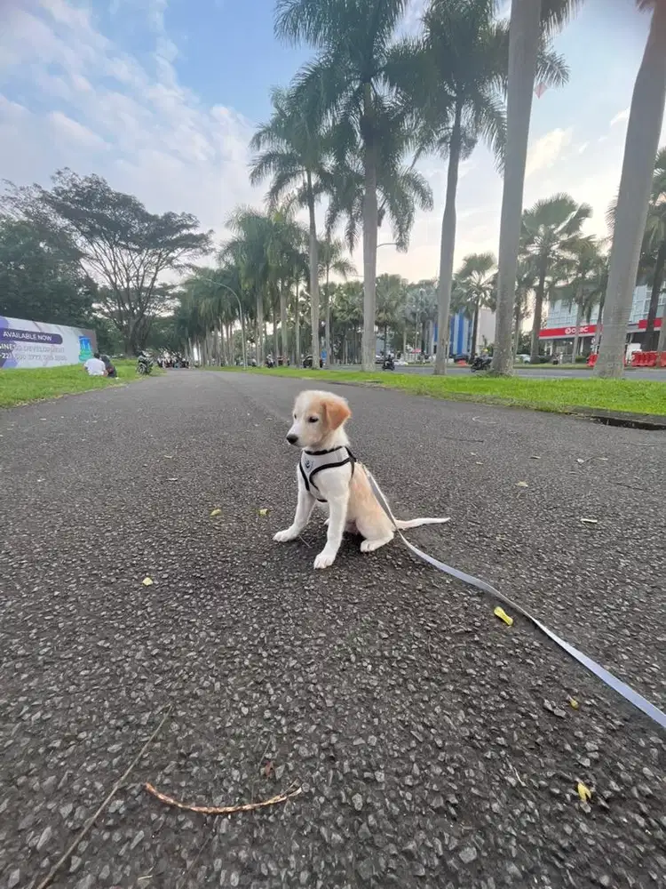 anjing golden retriever