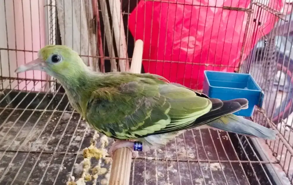 Burung tekukur hijau