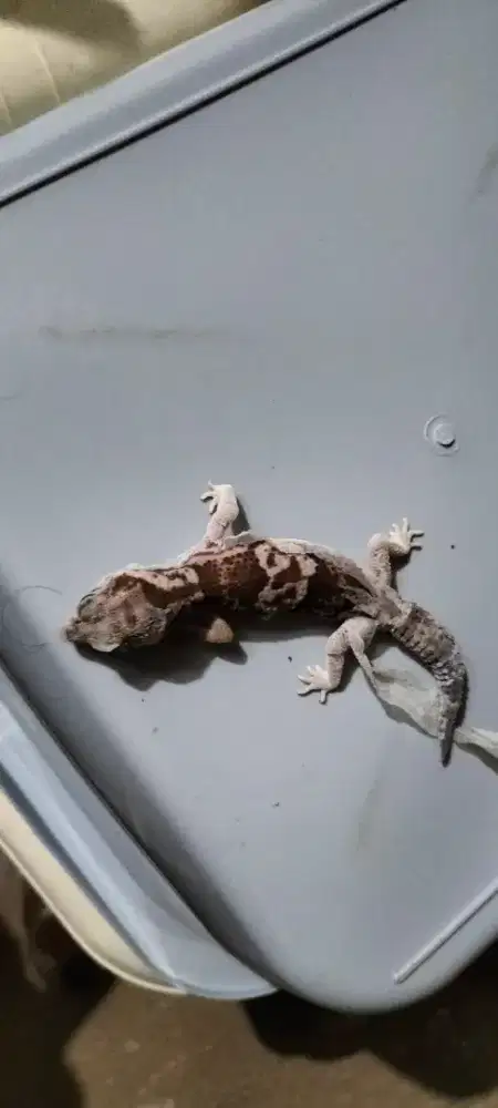 African fat tail gecko
