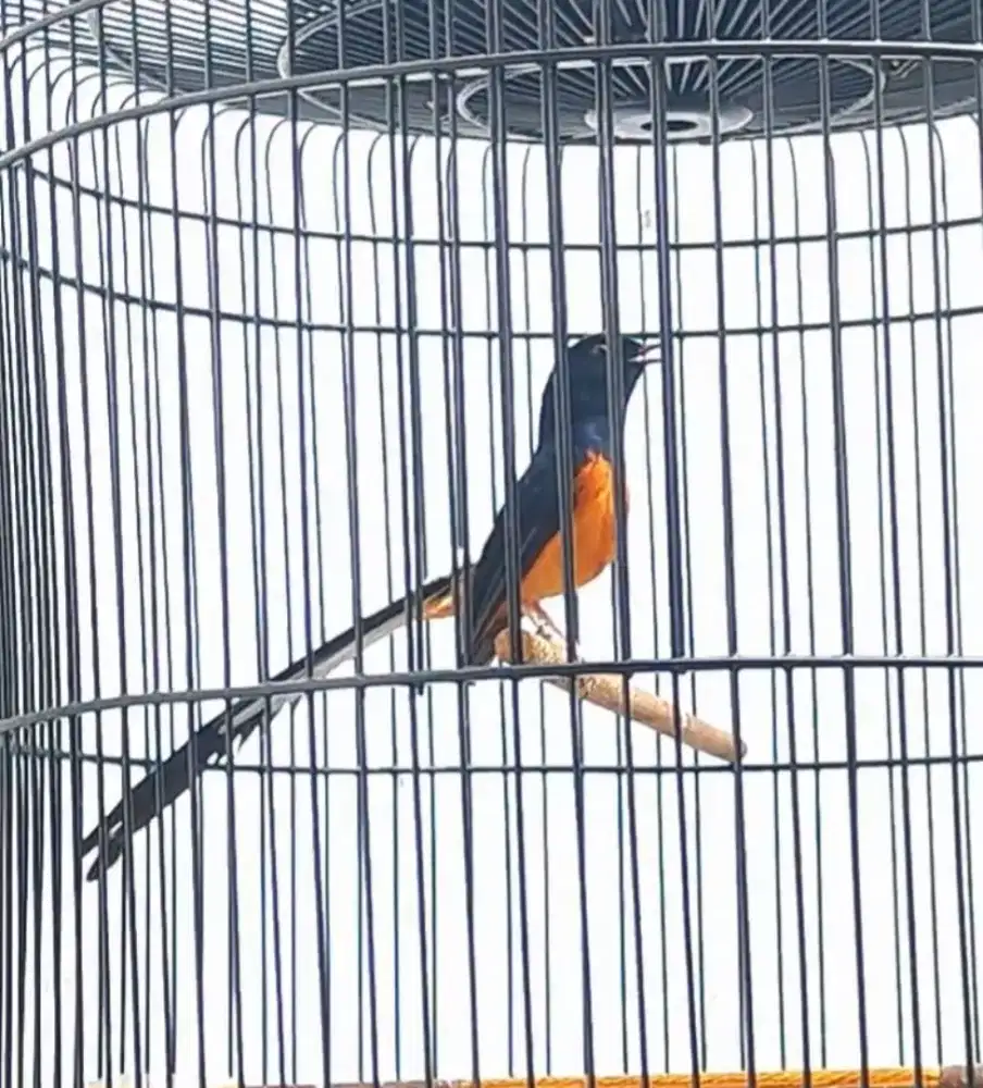 Burung Murai Batu Gacor Prestasi Bulu Baru Istimewa