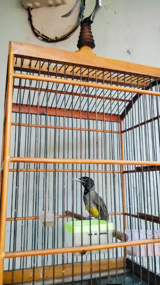 Burung samyong trotol