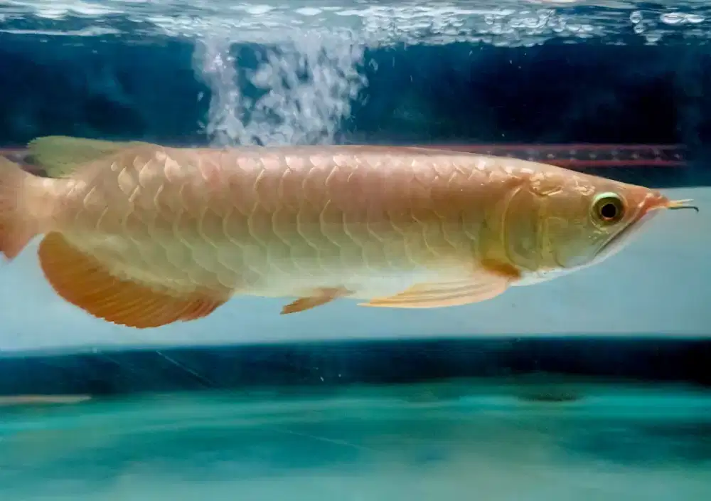 Ikan Arwana Crossback Golden 24K Gold 30cm