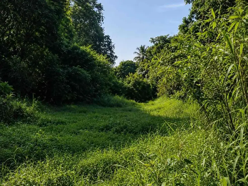 DIJUAL – Lahan Luas 5.000 m² Strategis Akses Mobil di Tigaraksa, Tangerang