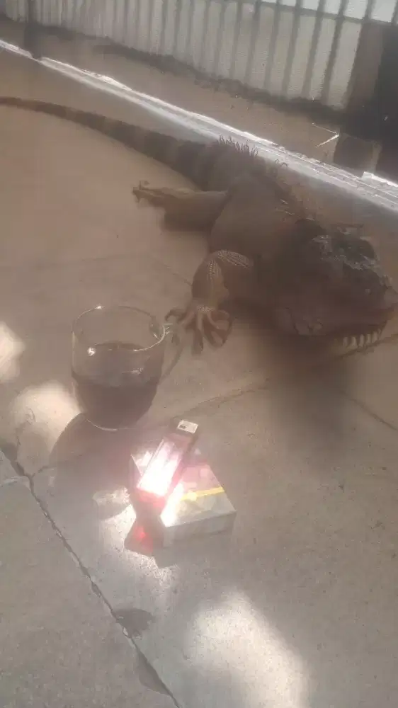 Iguana red jinak total