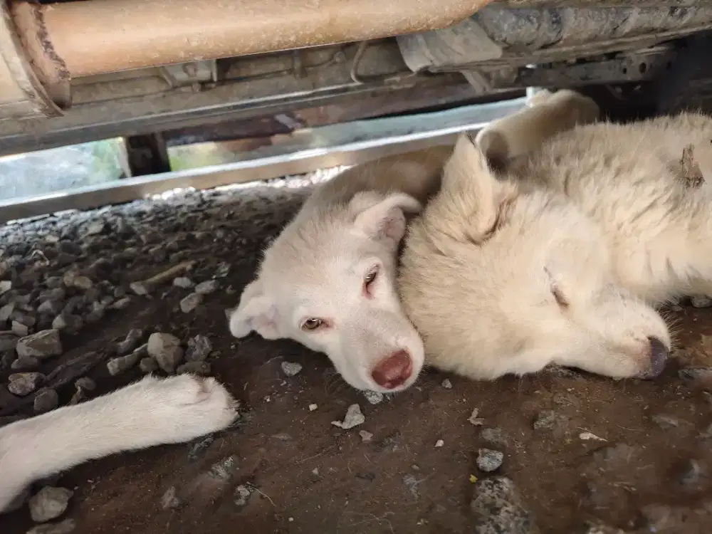 Adopsi, 3 ekor Anjing campuran Husky Laki & betina anjing Kampung