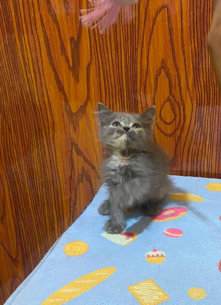Kitten persia abu longhair
