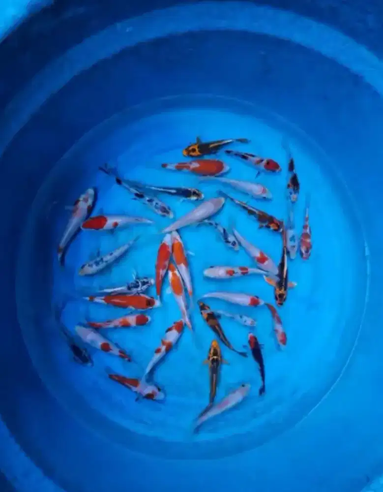 Jual paket ikan koi 10 ekor size-+10-11cm