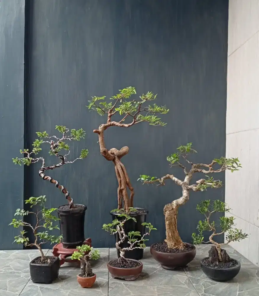 Borongan bonsai hias 7 pohon