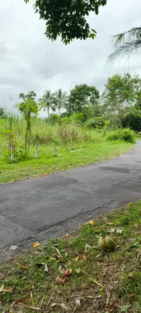 Disewakan tanah untuk pertanian dan peternakan di Turi Sleman