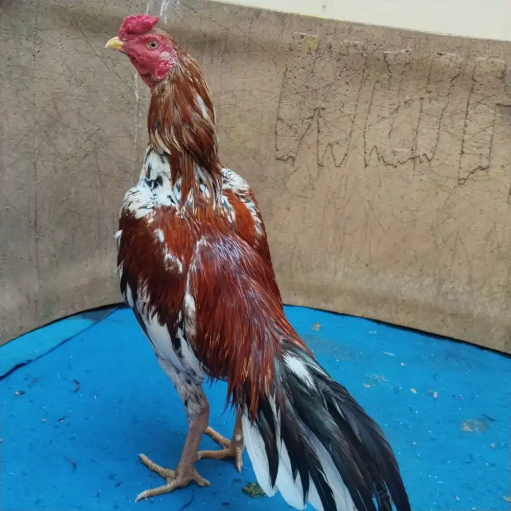 Ayam Bangkok blorok klawu muda umur 7-8 bln