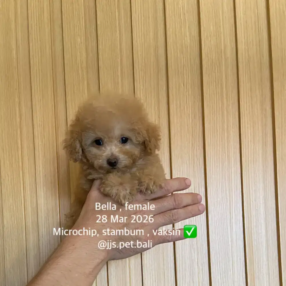 Toy poodle betina jantan