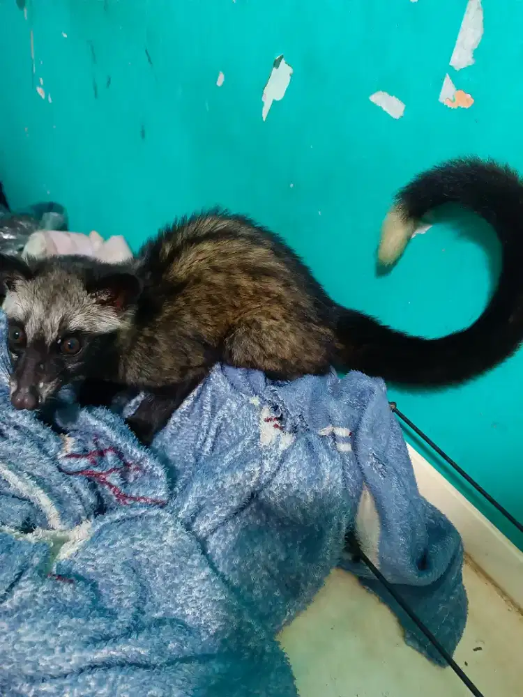 Musang pandan betina