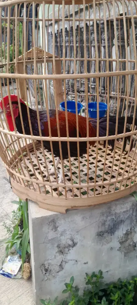 Ayam Bekisar Merah