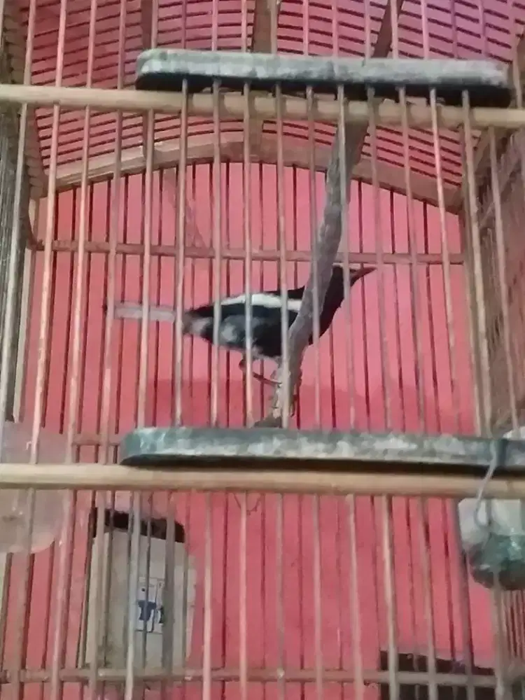Kacer tretes rawatan mulus