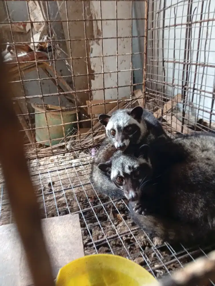 Musang Pandan dan lokal