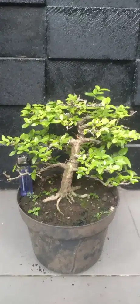 Bonsai small borongan