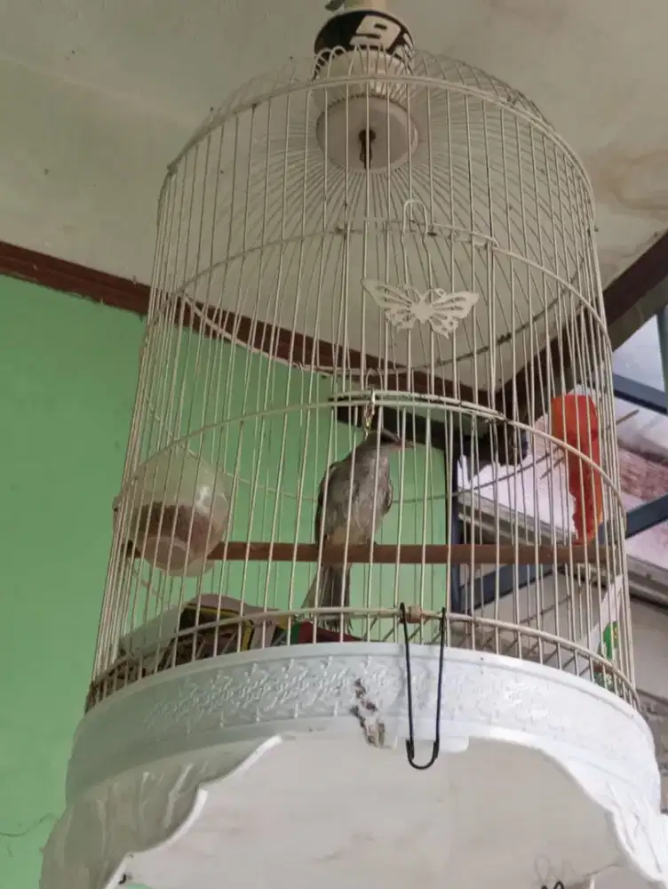 Burung crukcuk Rawatan dari anakan, sama kandang