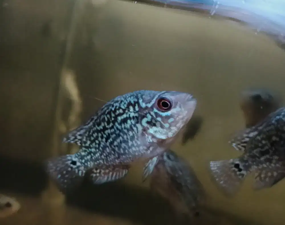 Burayak louhan size 2-3cm