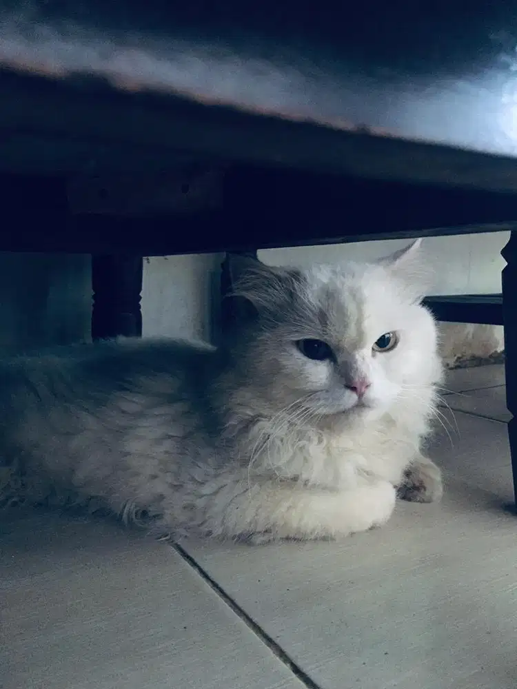 dijual kucing butuh cepat