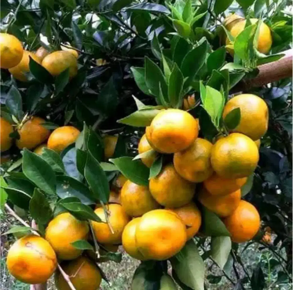 Bibit Buah Jeruk Santang Madu Siap Tanam