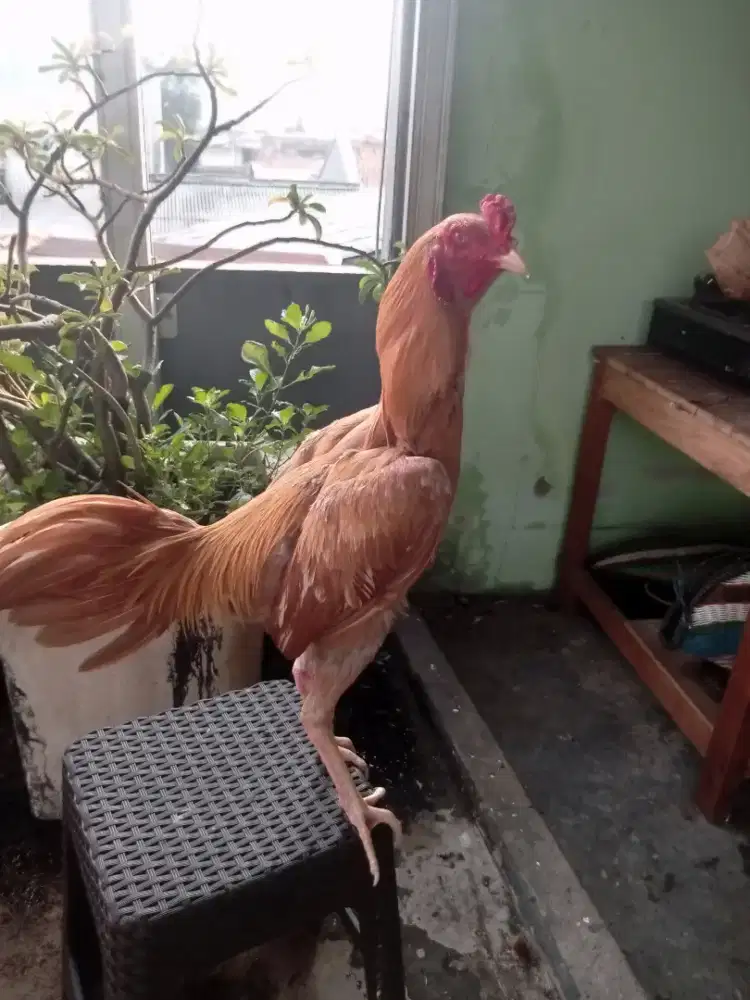 Ayam warna emas 7 bln