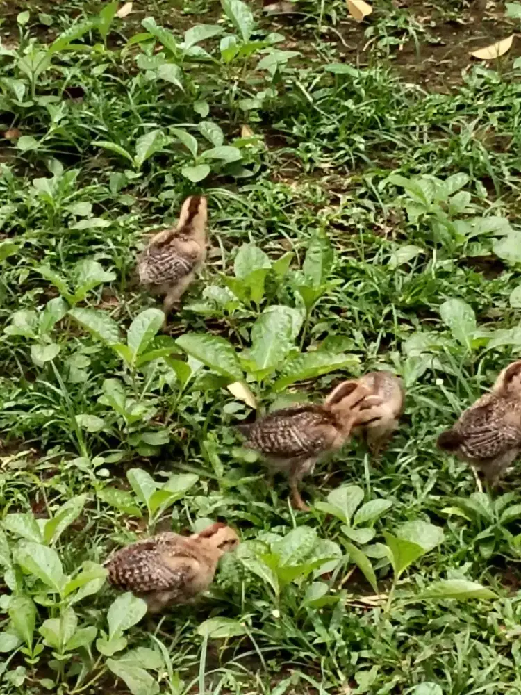 Anak ayam ketawa borongan