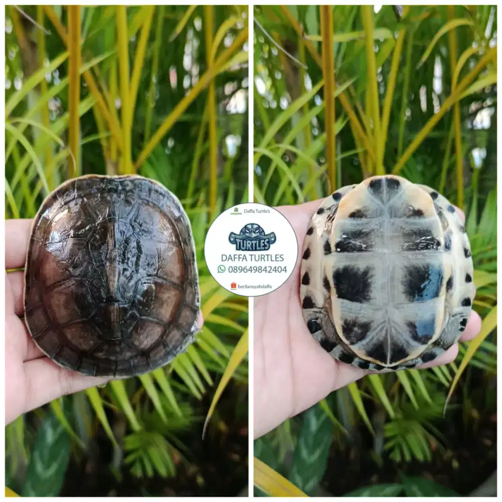 Kura kura ambon batok medium