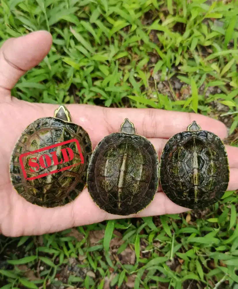 Kura kura baby ambon batok CB
