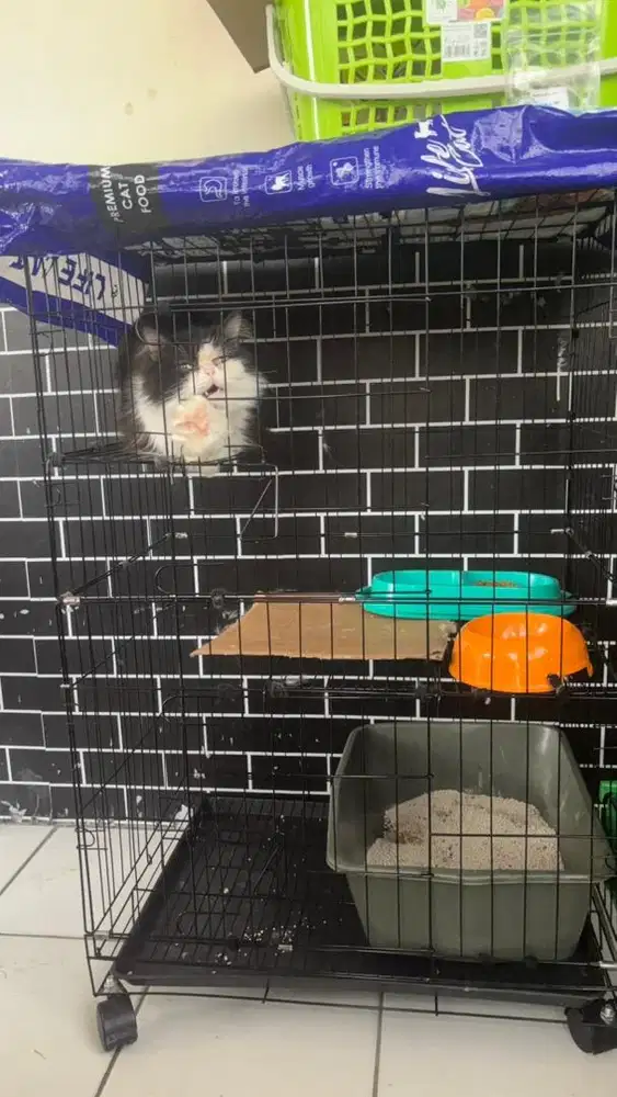 Kucing Betina Scootish straight long hair + kandang
