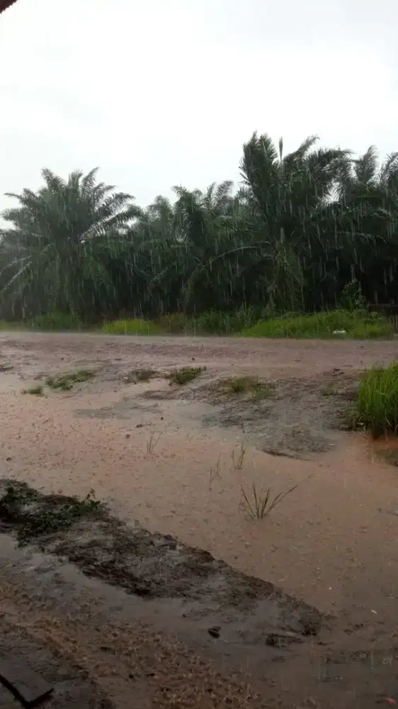 Lowongan Perkebunan Kelapa Sawit Kalimantan Barat