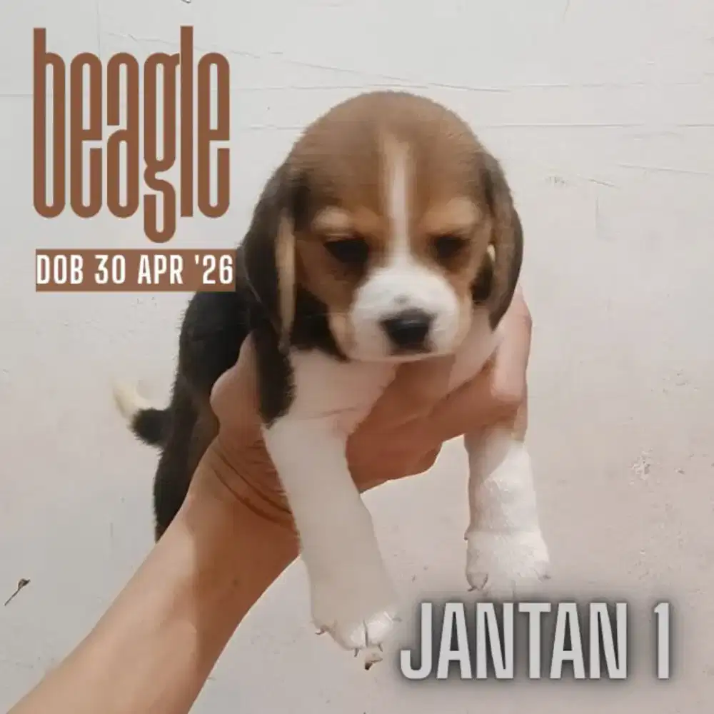 Beagle Puppy Jantan