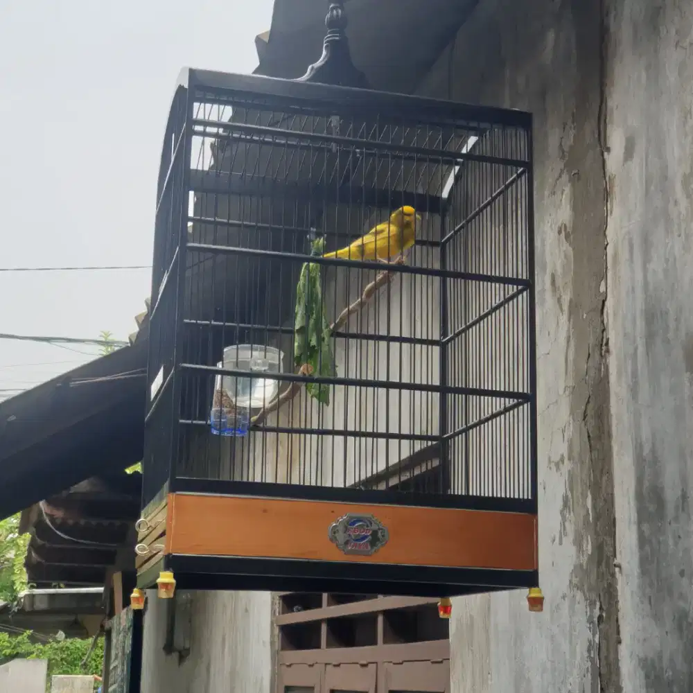 Burung kenari warna bon kuning