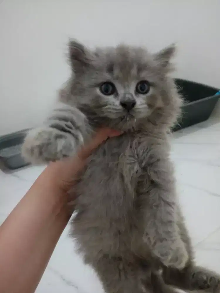 KITTEN PERSIA LONG HAIR