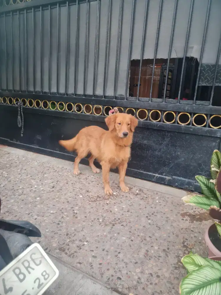 Semi hibah golden 15 bulan