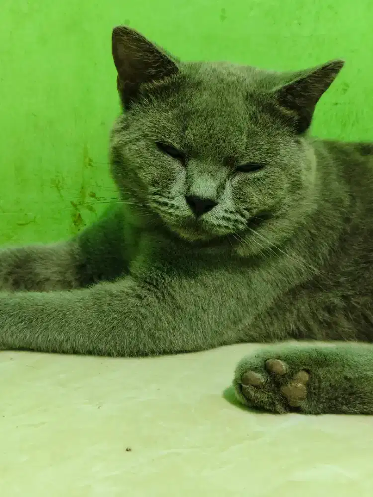 Kucing britishshorthair