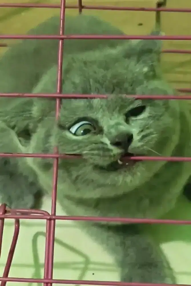 Kucing britishshorthair