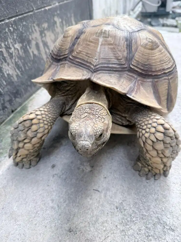 Jual sulcata jantan 40cm