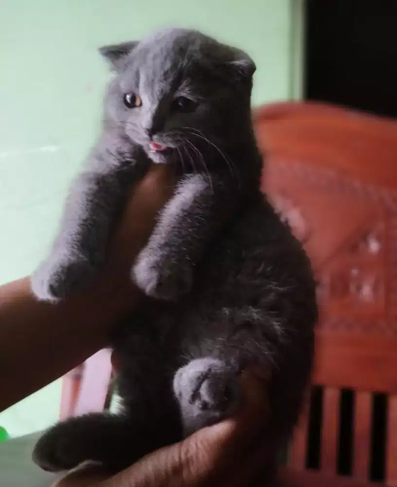 bsh betina 4bulan