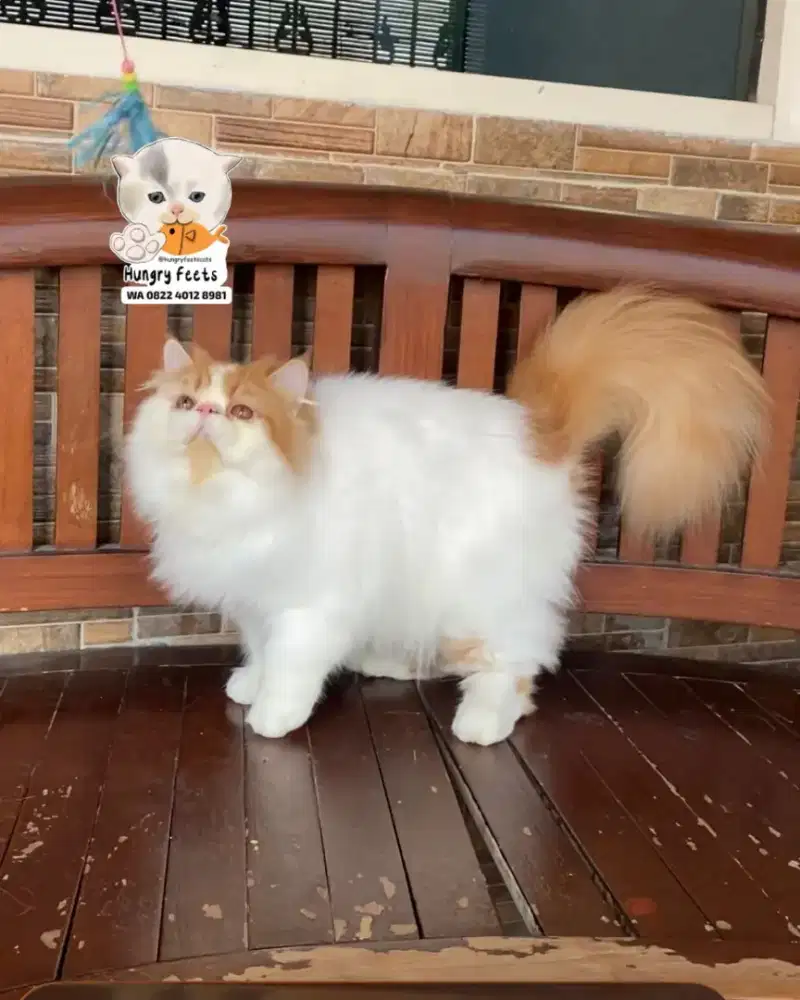 PERSIAN JANTAN RED VAN (KUCING PERSIA)