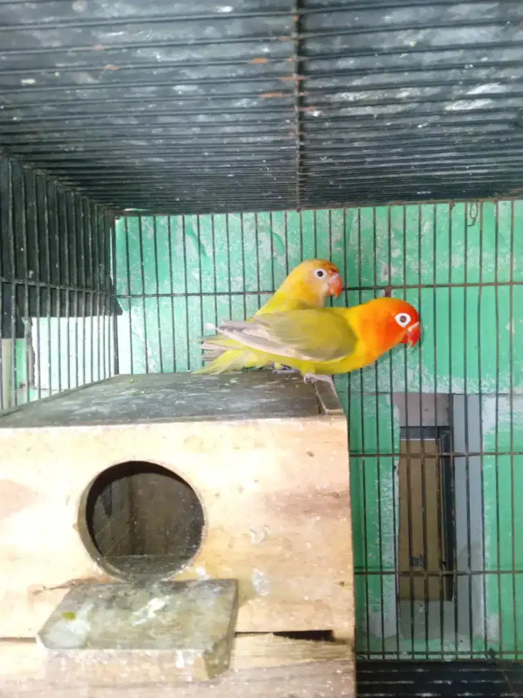 Lovebird sepasang mewah